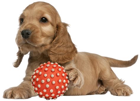 pet vaccinations mcdonough